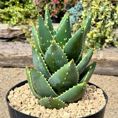 Aloe Distans