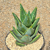 Aloe Distans