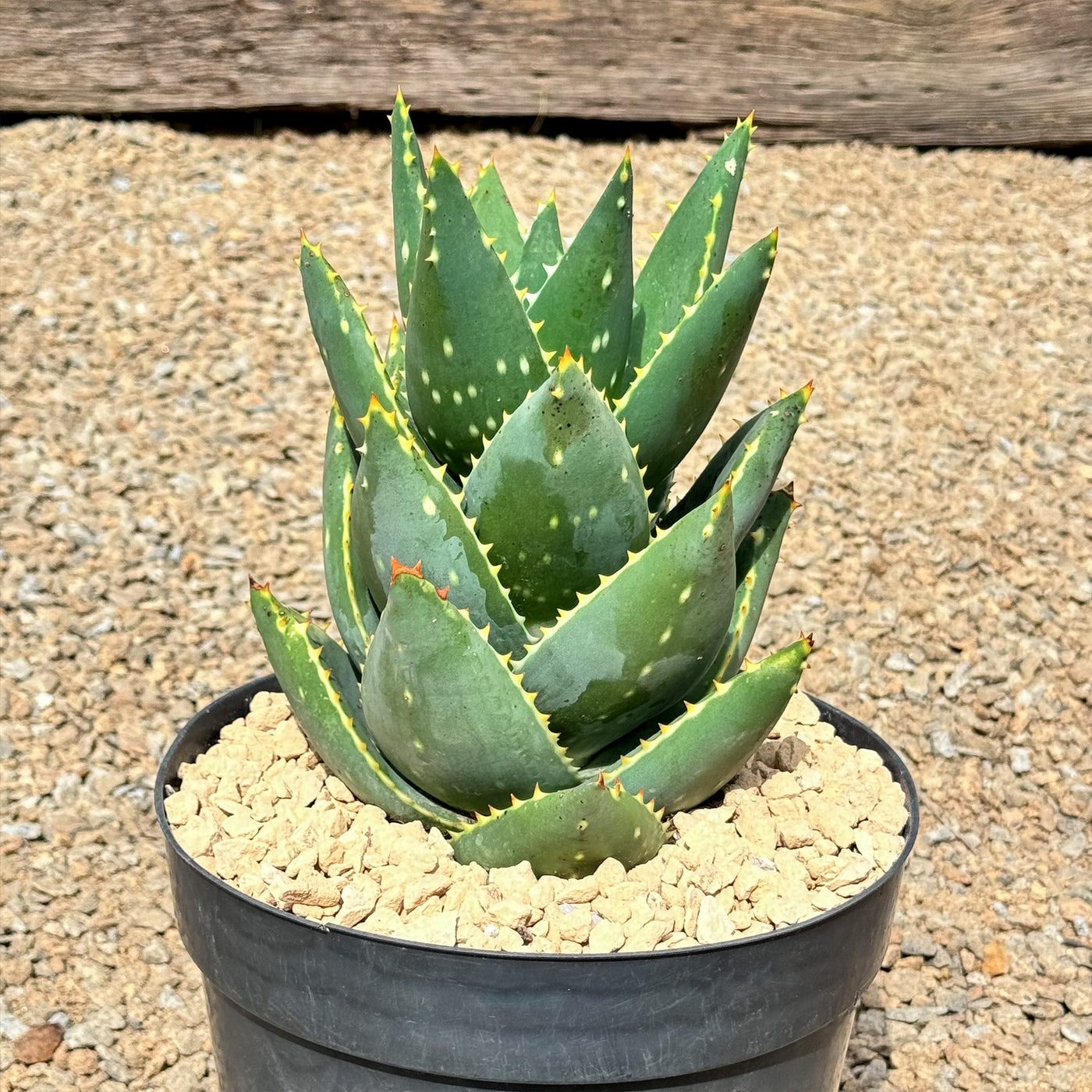 Aloe Distans