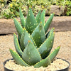 Aloe Distans