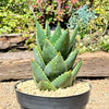 Aloe Distans