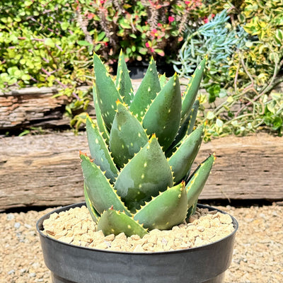 Aloe Distans