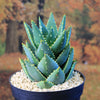 Aloe Distans