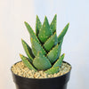 Aloe Distans