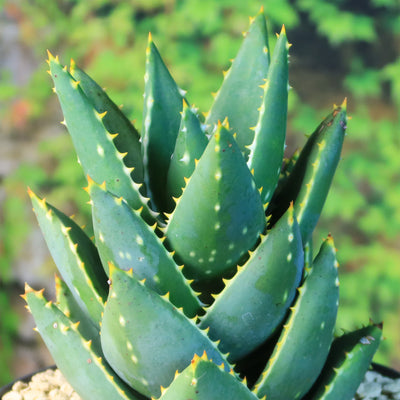 Aloe Distans