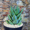 Aloe Distans