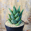 Aloe Distans