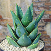 Aloe Distans