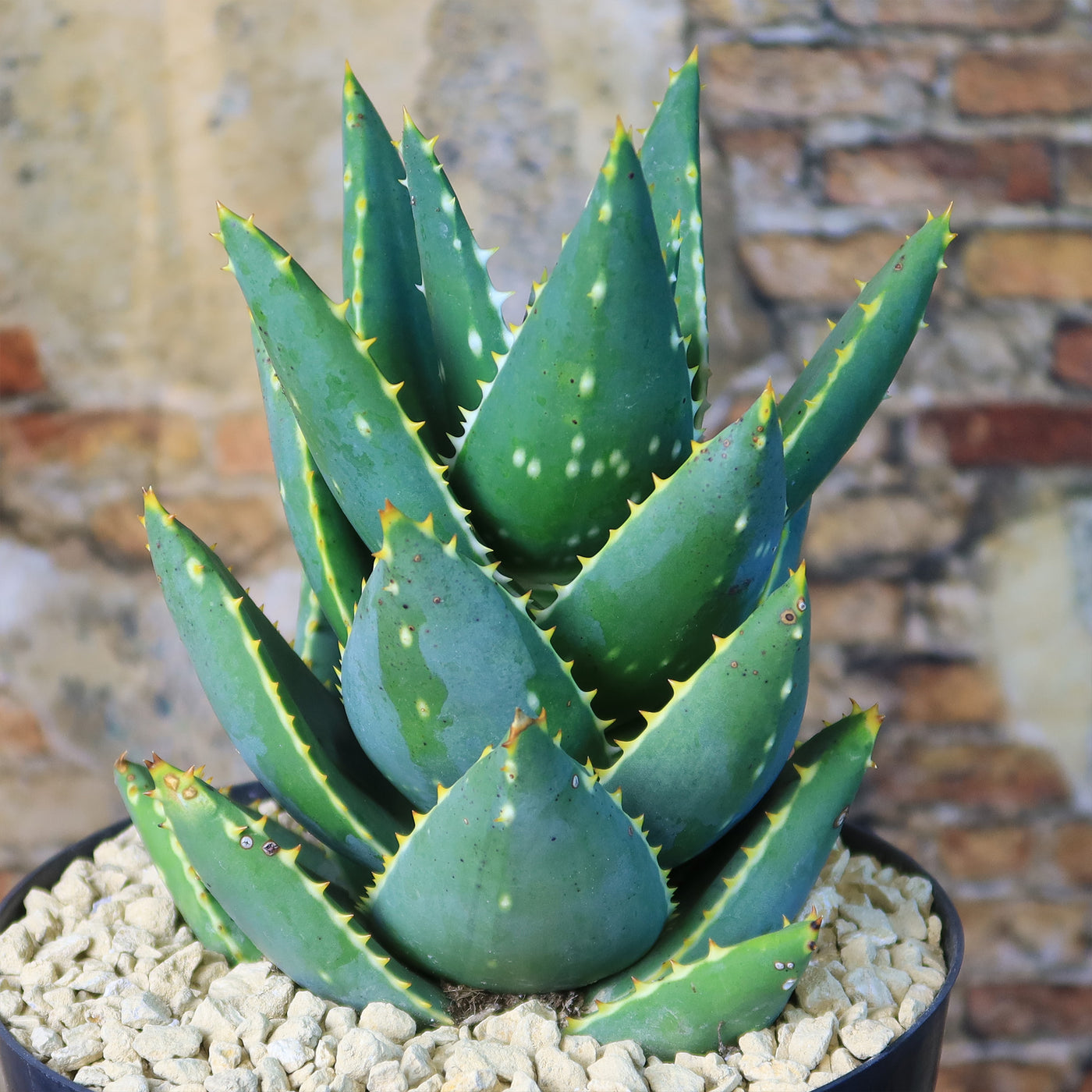 small plant that looks like aloe vera Aloe Distans | Small Stemless Succulent