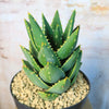 Aloe Distans