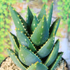 Aloe Distans