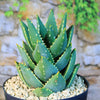 Aloe Distans