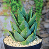 Aloe Distans