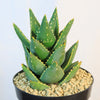 Aloe Distans