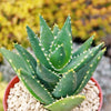 Aloe Distans