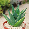 Aloe Distans