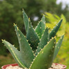 Aloe Distans