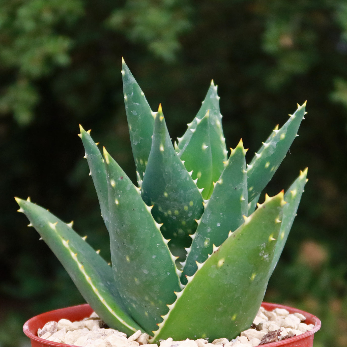 small plant that looks like aloe vera Aloe Distans | Small Stemless Succulent