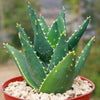 Aloe Distans