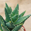 Aloe Distans