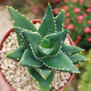 Aloe Distans