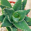 Aloe Distans