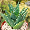 Aloe Distans