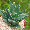 Aloe Distans