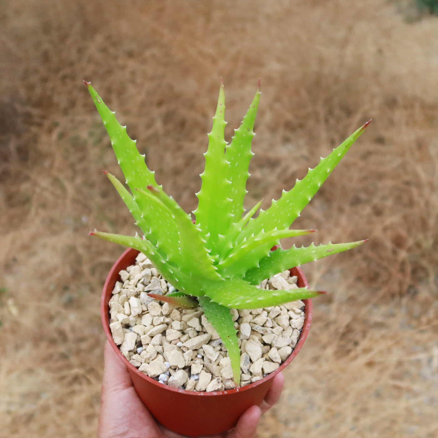prickly aloe vera plant Buy Aloe Dorotheae Succulent Online | Sunset Aloe