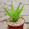 Aloe dorotheae