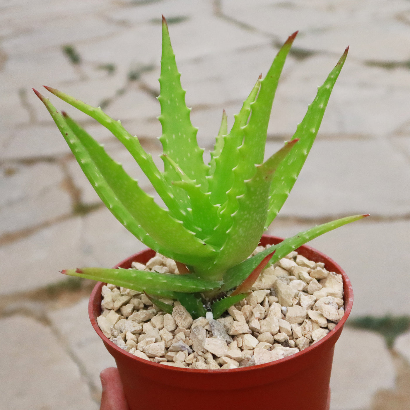 sunset aloe vera plant Buy Aloe Dorotheae Succulent Online | Sunset Aloe