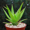 Aloe dorotheae