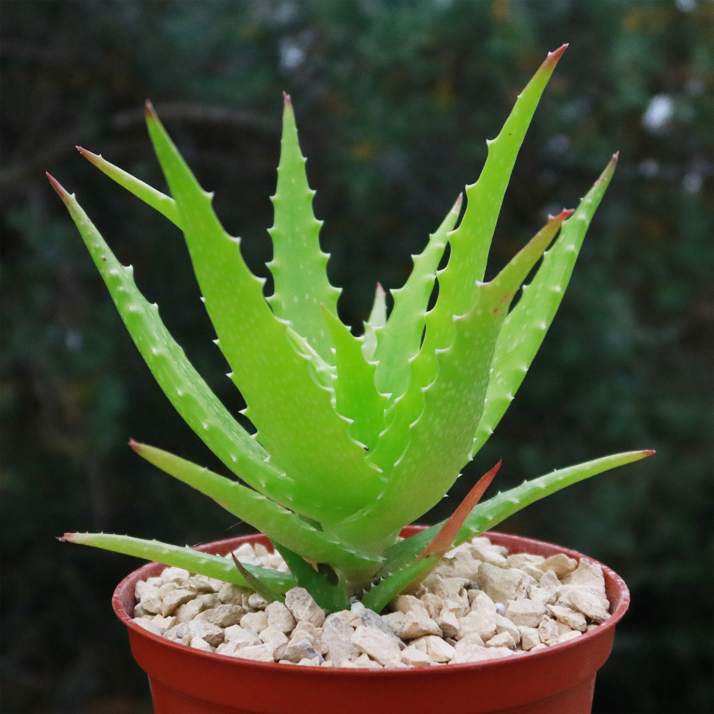 dorothea succulent Aloe dorotheae 1 Gal