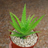 Aloe dorotheae