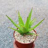 Aloe dorotheae