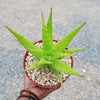 Aloe dorotheae