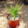 Aloe dorotheae