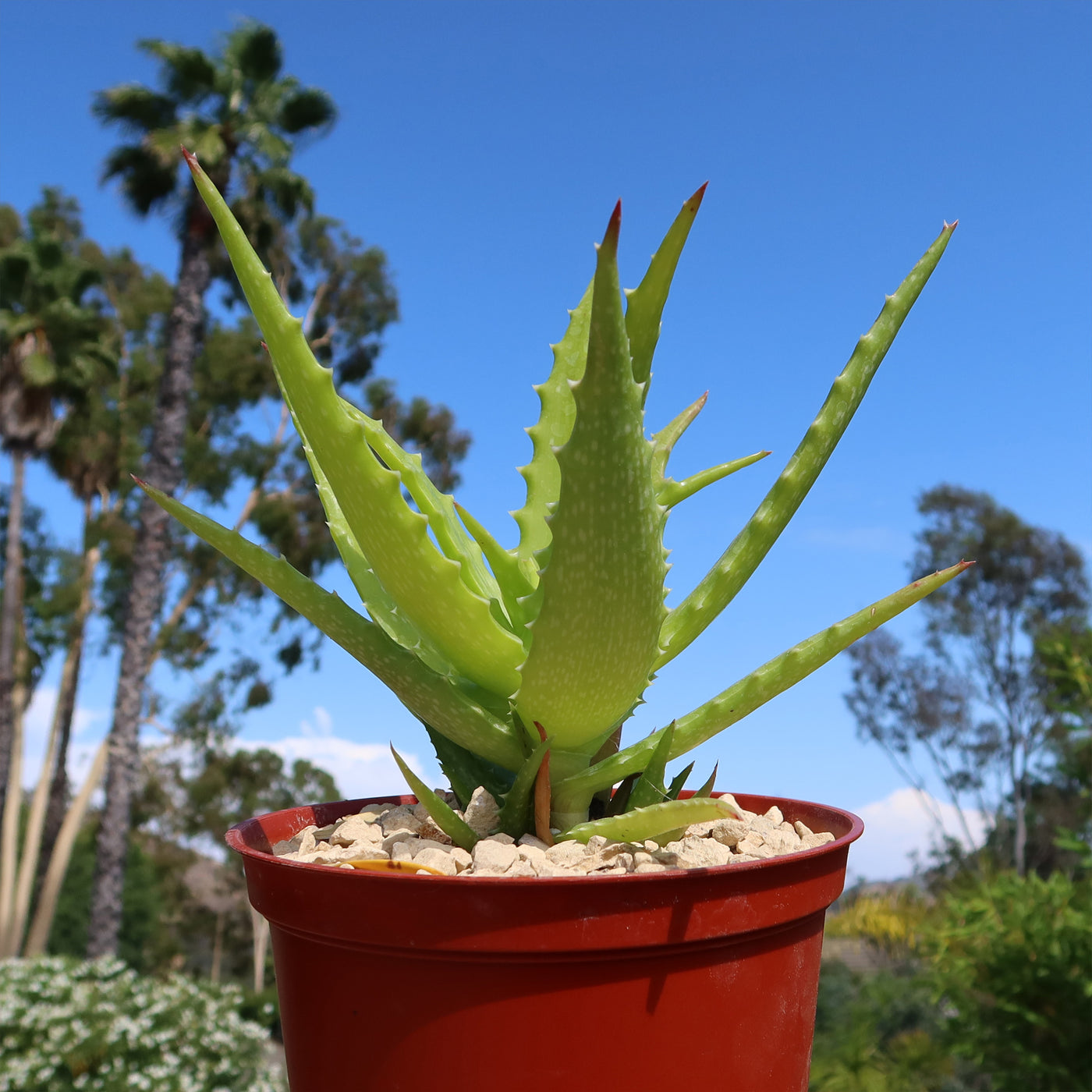 sunset aloe vera plant Buy Aloe Dorotheae Succulent Online | Sunset Aloe