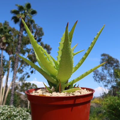 Aloe dorotheae