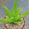 Aloe dorotheae