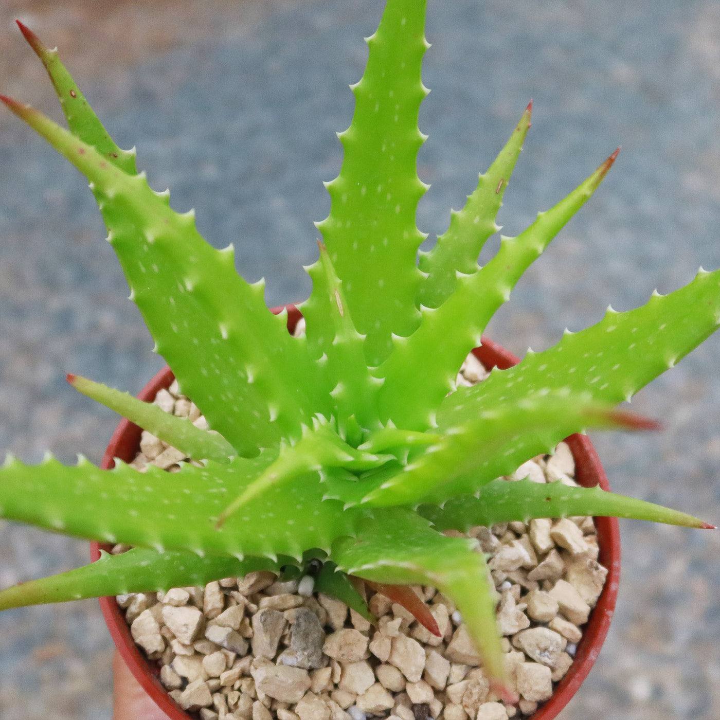 sunset aloe vera plant Buy Aloe Dorotheae Succulent Online | Sunset Aloe