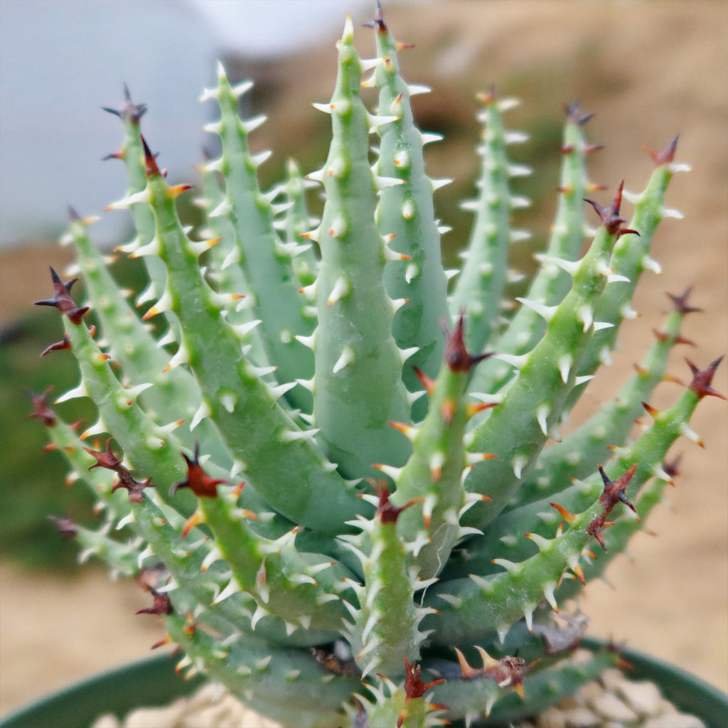 Aloe erinacea