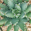 Aloe erinacea