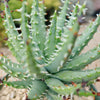 Aloe erinacea