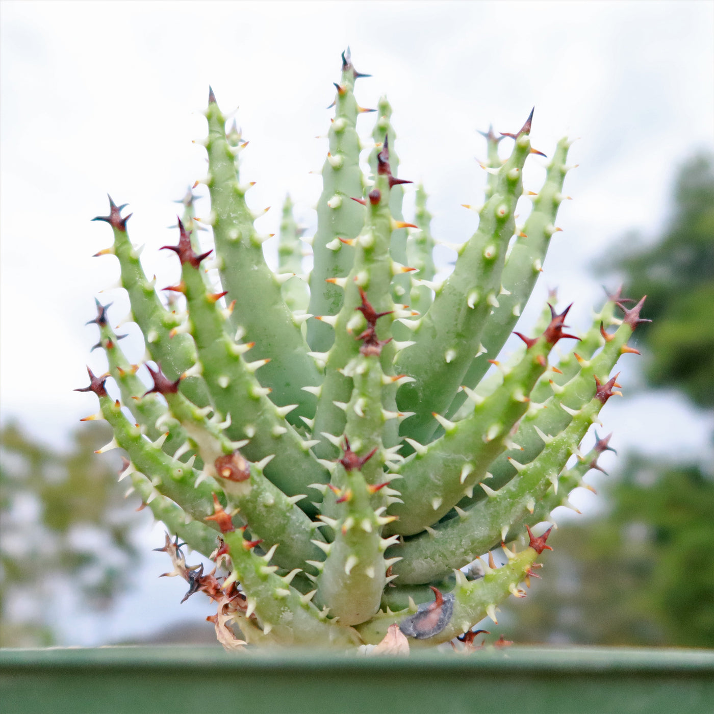 is aloe a cactus or succulent Must-Have Aloe Erinacea Succulent | Buy Plants Online