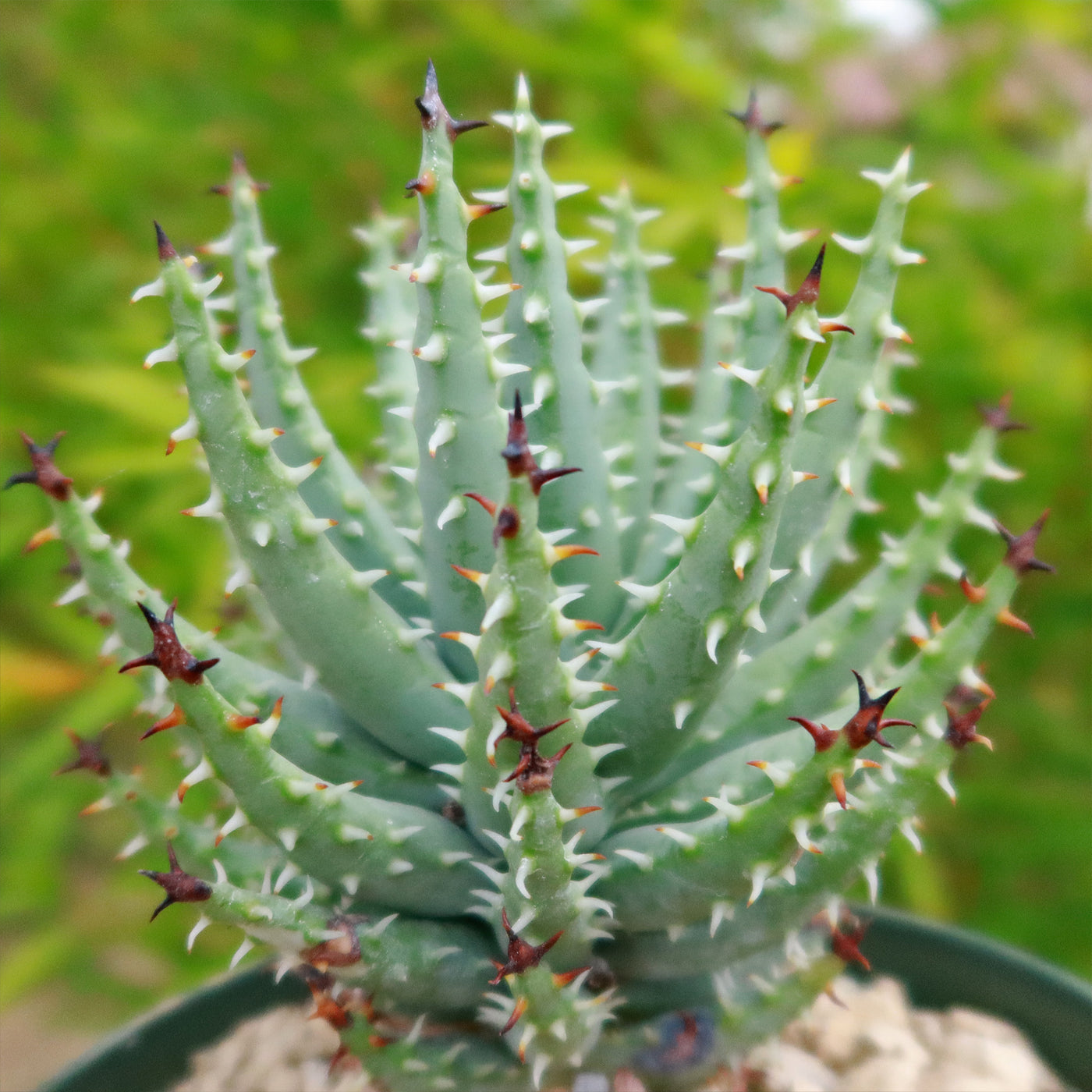 Aloe erinacea