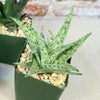 Aloe Garden (4-Pack)
