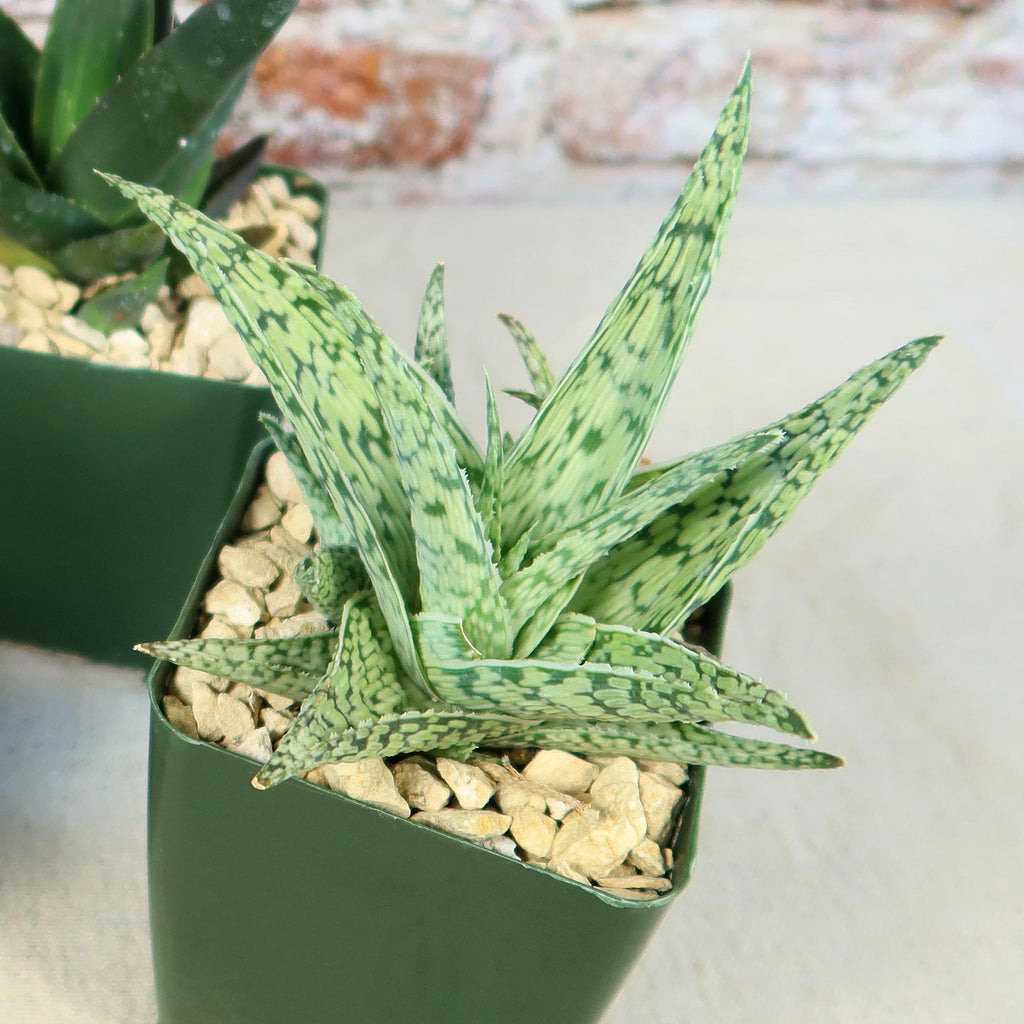 Aloe Garden (4-Pack)