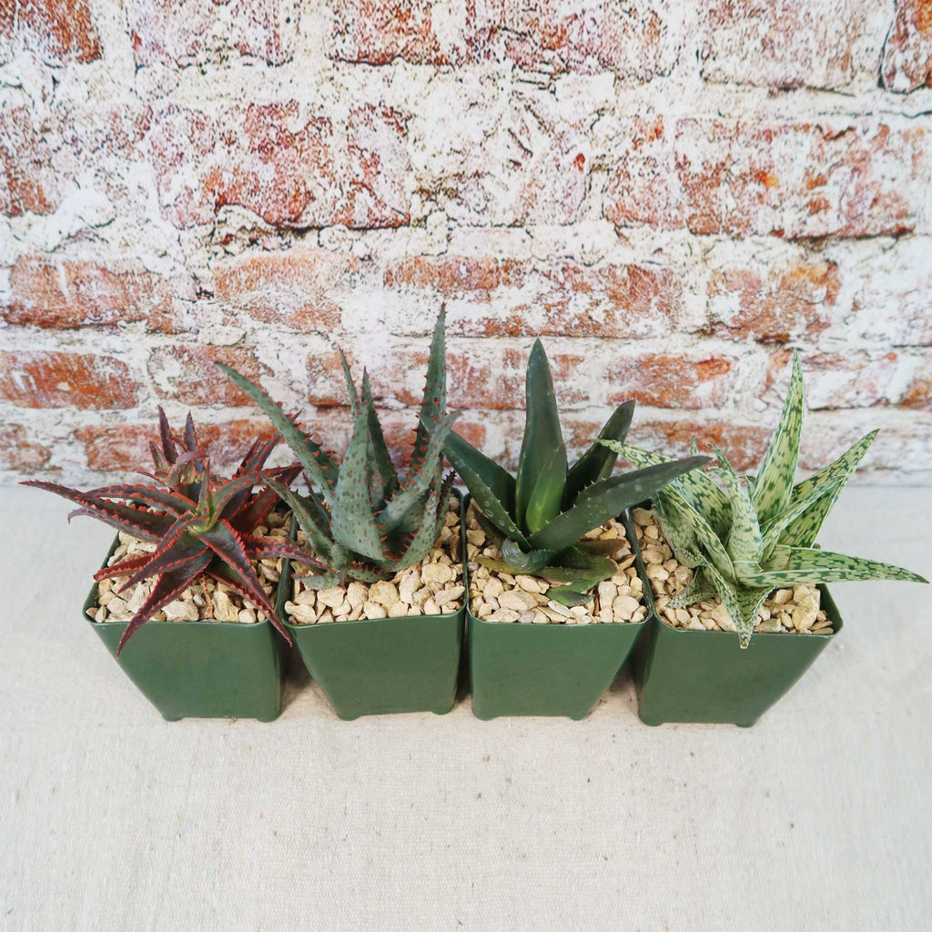 Aloe Garden (4-Pack)