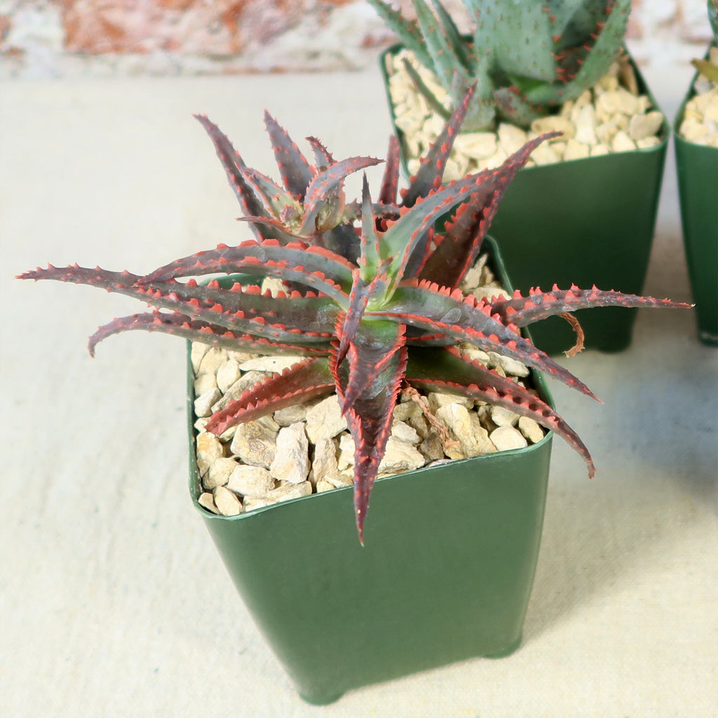 Aloe Garden (4-Pack)